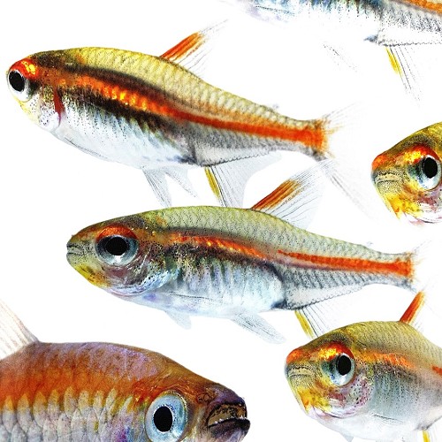 Hemigr.gracilis   Vuurneon M @